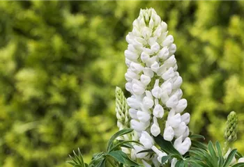 Lupinen, gut für den Garten und seine Bewohner