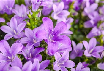 Die Glockenblume: die Vielfalt in einer Pflanze