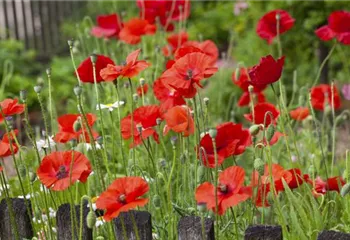 Der Klatschmohn – vom Acker in den Garten