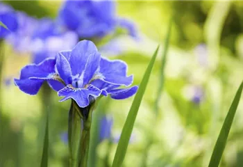 Die Iris – eine Pflanzen-Schönheit mit vielen Gesichtern