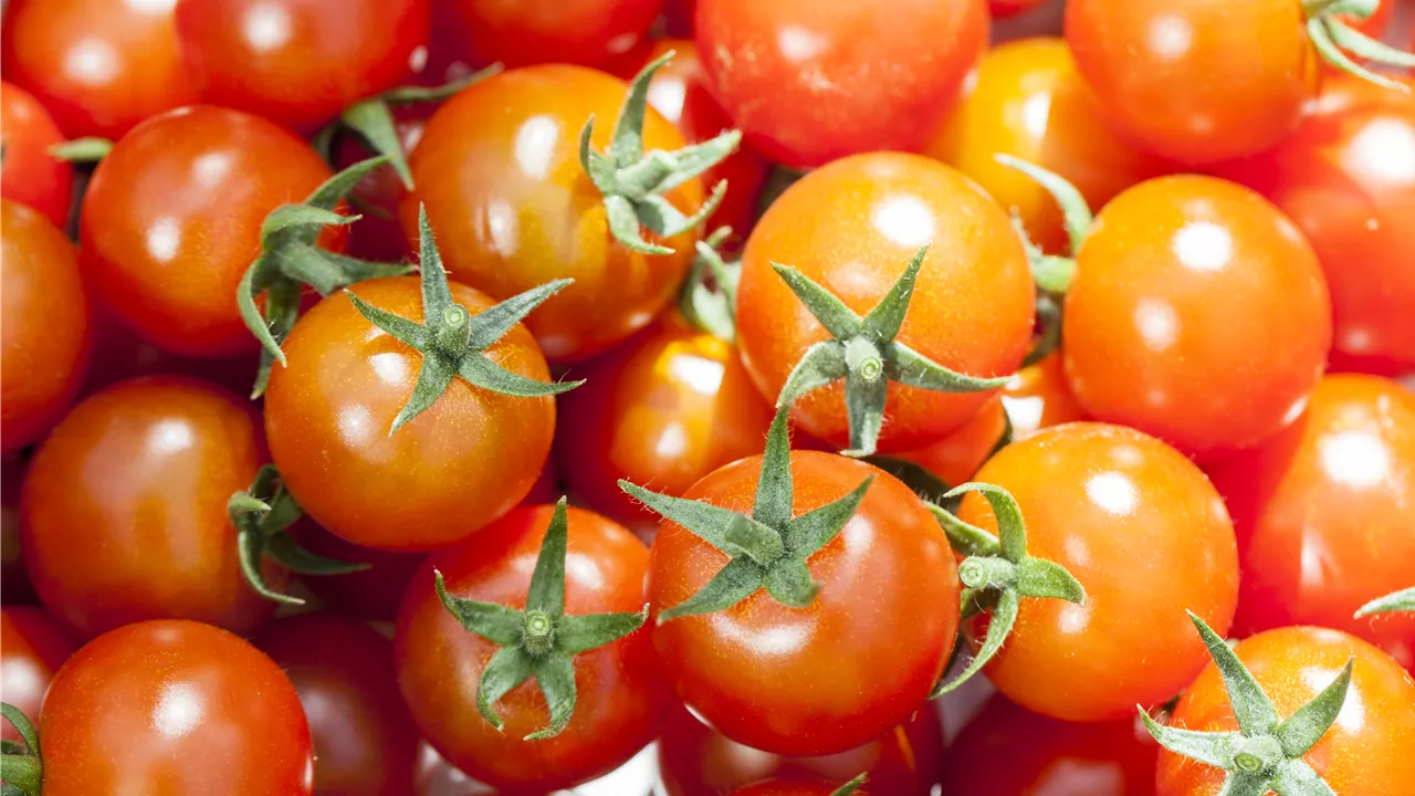 Die Tomate - Aroma, Schönheit und Genuss in eins