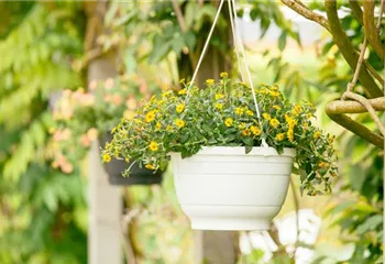 Ein Husarenknopf für den sommerlichen Balkon 