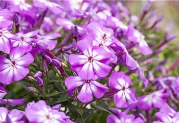 Flammenblumen lassen Ihren Garten in Farben baden