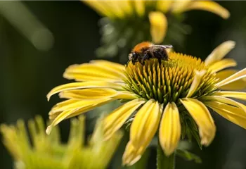 Gemüse blühen lassen als Insektenweide