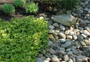 Auf dem Boden der Tatsachen – Bodendecker im Garten