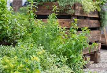 Der Kräutergarten im Mai