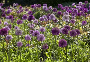 Sommerurlaub für Blumenzwiebeln und Knollen