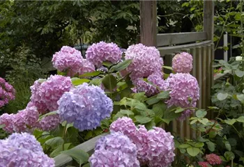 Die Hortensie im Garten – durstige Schönheit mit Charakter