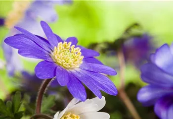 Anemonen im Topf bringen Farbenfreude auf den Balkon