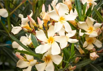 Oleander – Blütenpracht bei richtiger Pflege