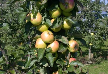 Die Streuobstwiese – Gesundheit zum Selberpflücken