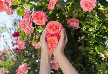 Die Rose – die Königin der Pflanzen für Balkon und Terrasse