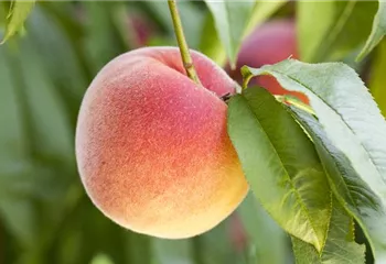 Obstbäume brauchen Sommerschnitt für die optimale Ernte