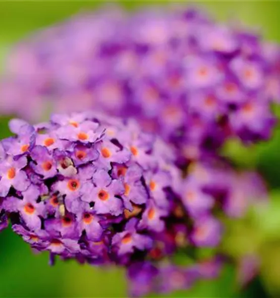 Buddleja davidii