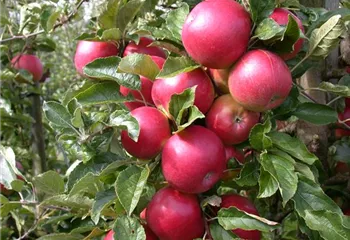 Obstbäume veredeln – frische neue Früchte