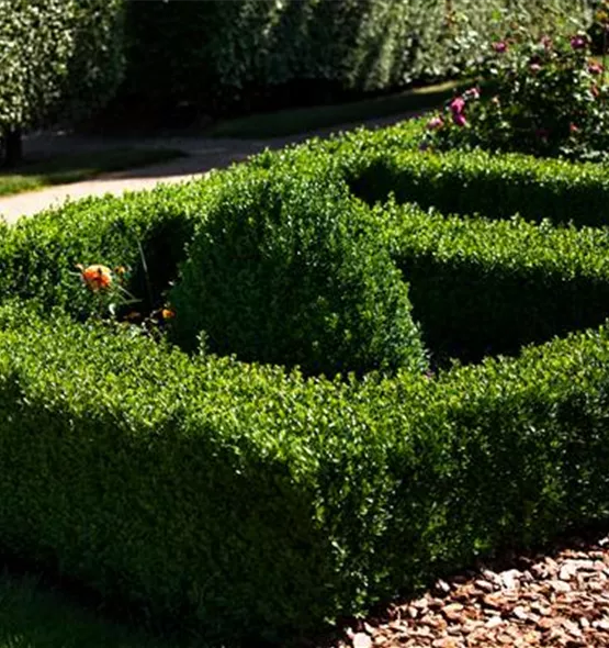 Buxus sempervirens var. arborescens