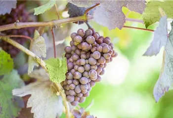 Warum Wein eigentlich aus Beeren gemacht wird