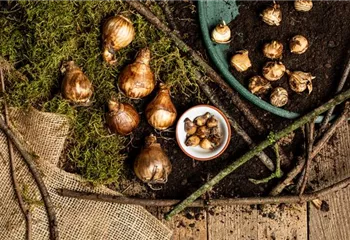 Ab in die Kiste – Blumenzwiebeln und Knollen einlagern