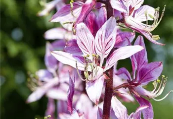 Diptam – Der brennende Busch im Garten