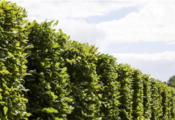 Die Hainbuche: Hecke und Vogelparadies