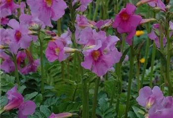 Freilandgloxinie – Trompetenblüten im Garten