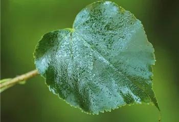 Die Linde - viel mehr als nur ein einfacher Baum