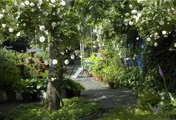 Kletterpflanzen im Garten - hoch hinaus und noch viel weiter!