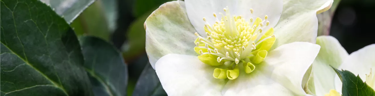 Auch im Winter nicht auf blühende Pflanzen verzichten!