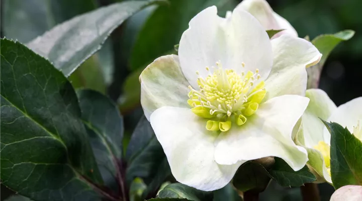 Auch im Winter nicht auf blühende Pflanzen verzichten!