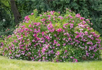 Historische Rosen – Schönheit mit einer langen Geschichte