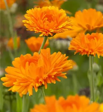 Calendula officinalis