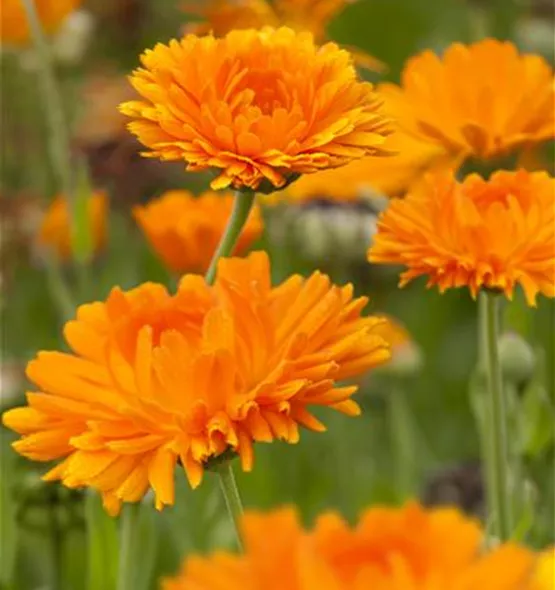 Calendula officinalis