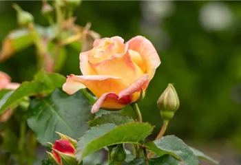 Rezepte mit Rosen