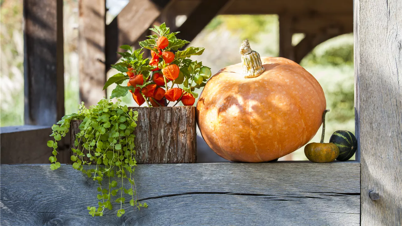 Der schöne Balkonkasten im Herbst: es muss nicht immer grau in grau sein!