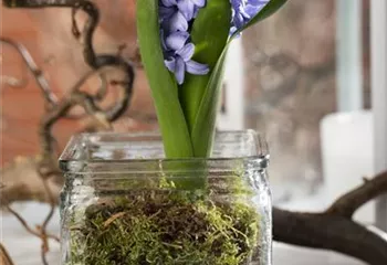 Weihnachtliche Geschenkidee: Blumenzwiebeln im Glas