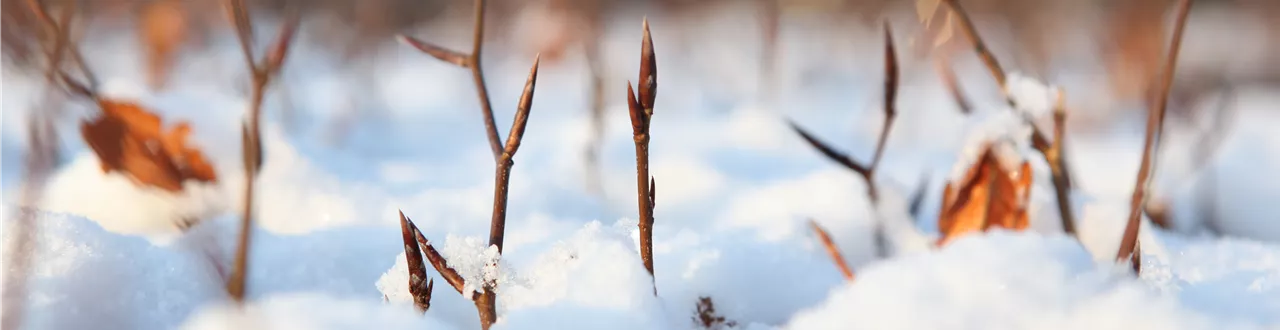 Den Garten winterfest machen