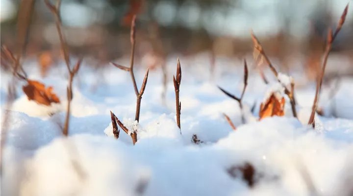 Den Garten winterfest machen