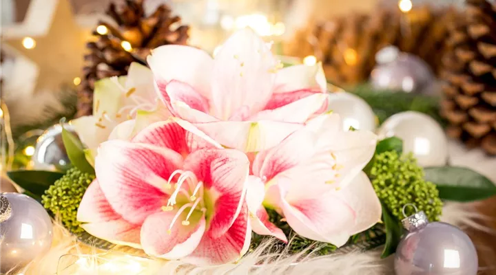 Amaryllis – weihnachtlicher Blütentraum