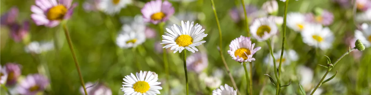 Die heilende Wirkung von Gänseblümchen