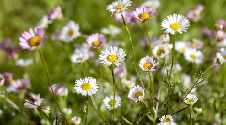 Die heilende Wirkung von Gänseblümchen