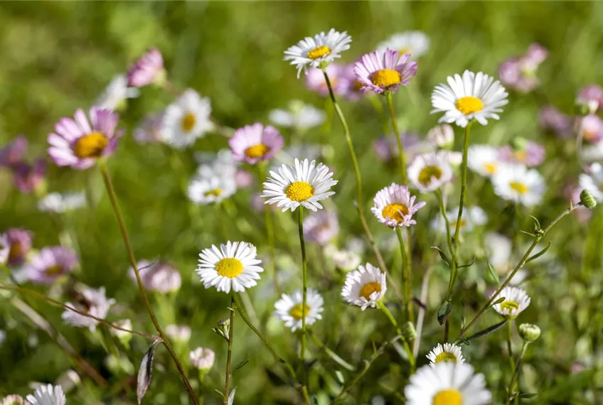 Die heilende Wirkung von Gänseblümchen