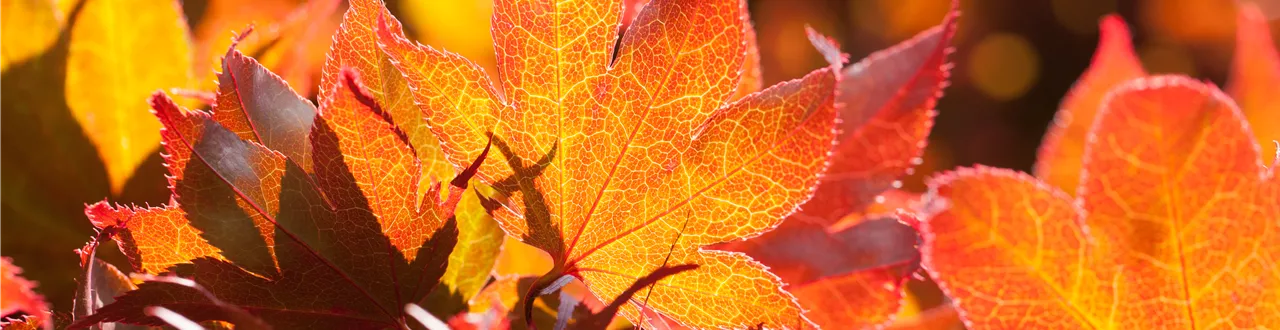 Der herbstliche Garten schön in Form