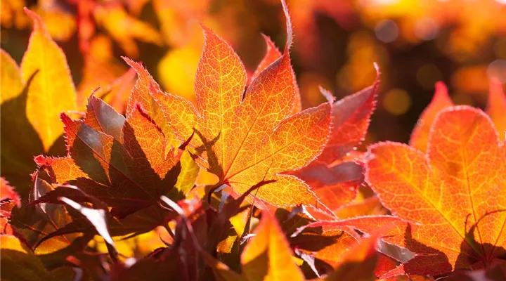 Der herbstliche Garten schön in Form