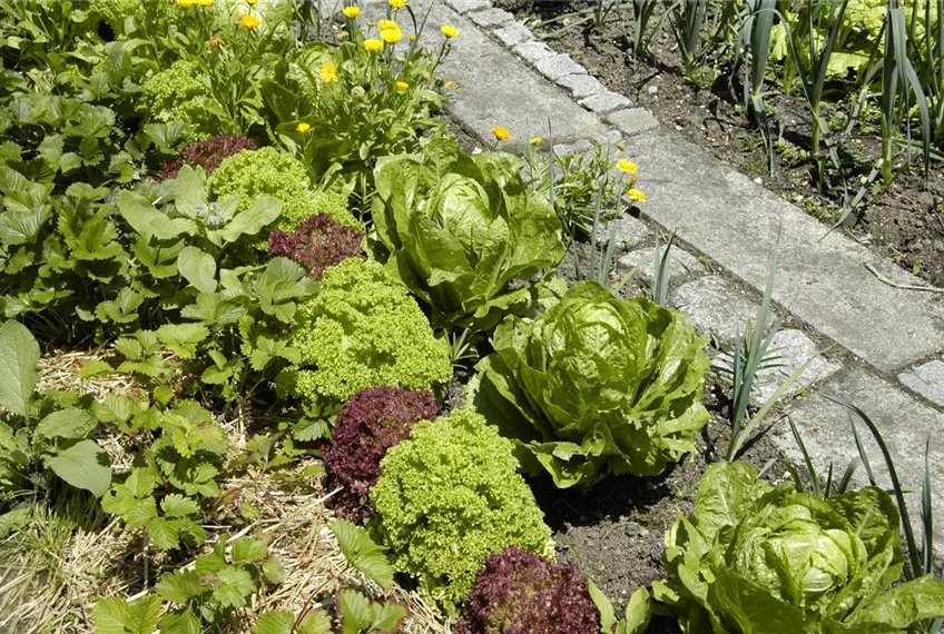 Der Gemüsegarten – weder spießig noch langweilig