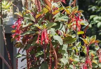 Winterschlaf für Geranien und Fuchsien