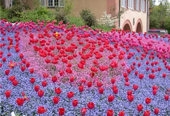 Gartenjahr voller Blüten – Blumenzwiebeln für jede Jahreszeit