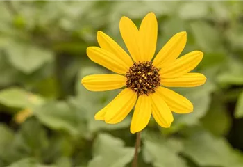 Mit einjährigen Pflanzen den Garten bunter machen