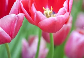 Tulpen im Garten – der bunte Wahnsinn 