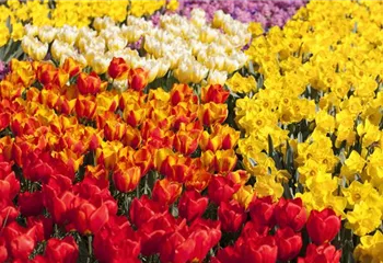 Tulpenzwiebeln einpflanzen – Beetgestaltung mit Tulpen