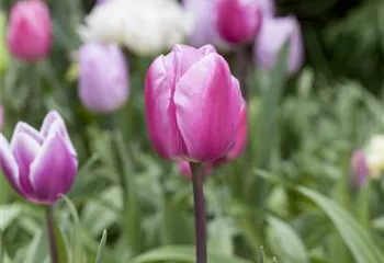 Vergessene Blumenzwiebeln im Frühjahr setzen